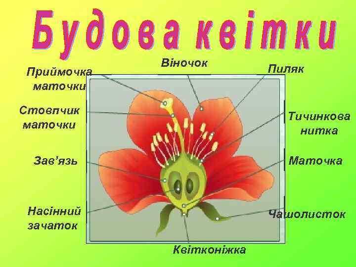 Приймочка маточки Віночок Стовпчик маточки Пиляк Тичинкова нитка Зав’язь Маточка Насінний зачаток Чашолисток Квітконіжка