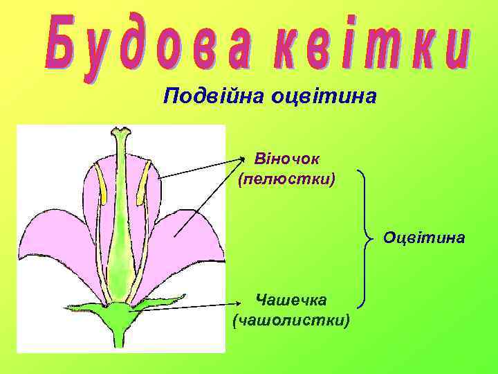 Подвійна оцвітина Віночок (пелюстки) Оцвітина Чашечка (чашолистки) 
