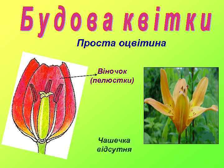 Проста оцвітина Віночок (пелюстки) Чашечка відсутня 