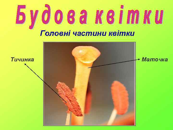 Головні частини квітки Тичинка Маточка 