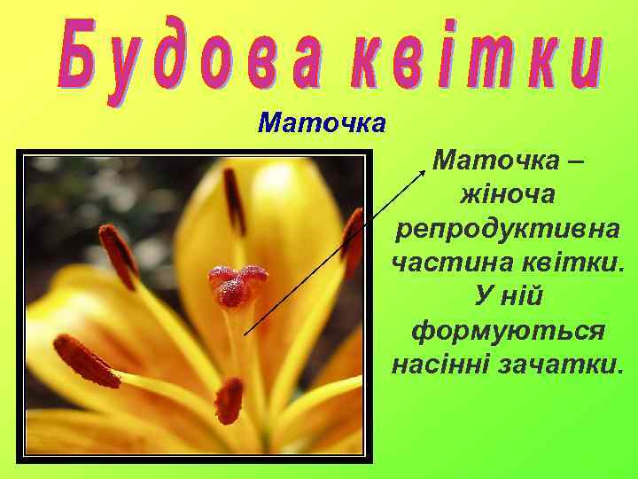 Маточка – жіноча репродуктивна частина квітки. У ній формуються насінні зачатки. 