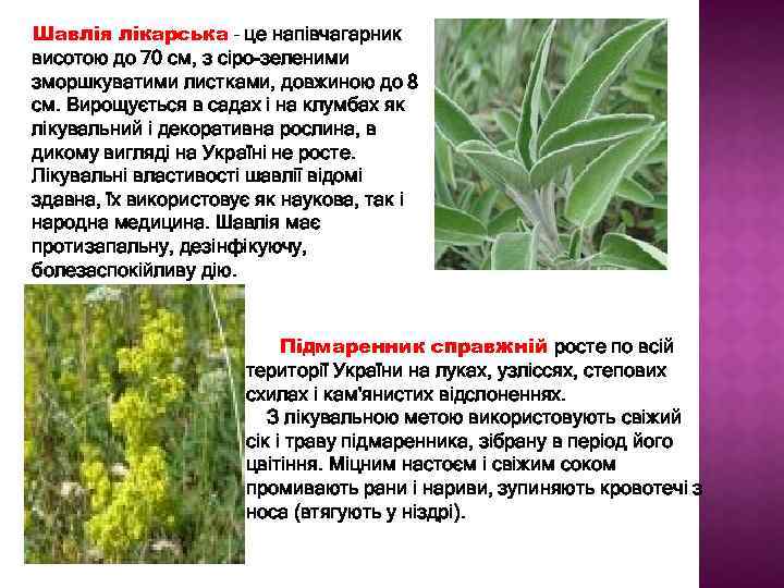 Шавлія лікарська – це напівчагарник висотою до 70 см, з сіро-зеленими зморшкуватими листками, довжиною