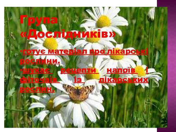 Група «Дослідників» • готує матеріал про лікарські рослини. • шукає рецепти напоїв і фіточаїв