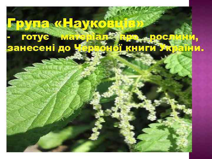 Група «Науковців» готує матеріал про рослини, занесені до Червоної книги України. 