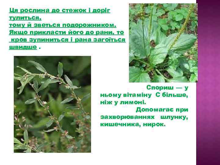 Ця рослина до стежок і доріг тулиться, тому й зветься подорожником. Якщо прикласти його