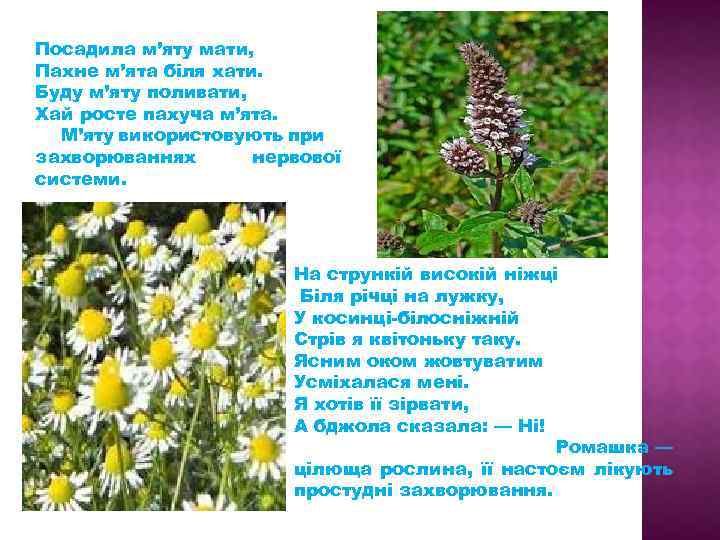Посадила м’яту мати, Пахне м’ята біля хати. Буду м’яту поливати, Хай росте пахуча м’ята.