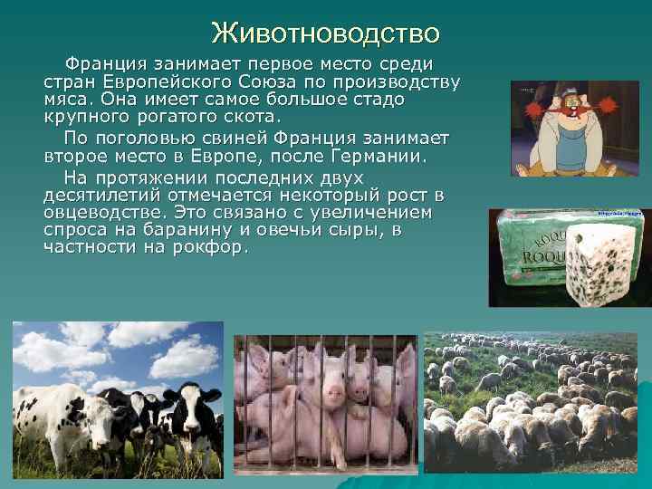 Животноводство Франция занимает первое место среди стран Европейского Союза по производству мяса. Она имеет