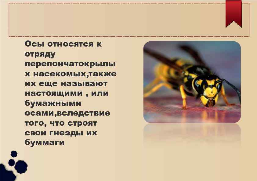 Осы относятся к отряду перепончатокрылы х насекомых, также их еще называют настоящими , или