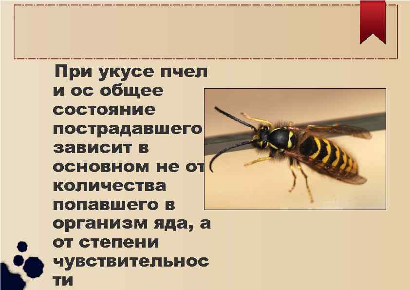 Сколько дней проходит укус пчелы. Мазь от пчелиных укусов. Укусы насекомых и защита от них.