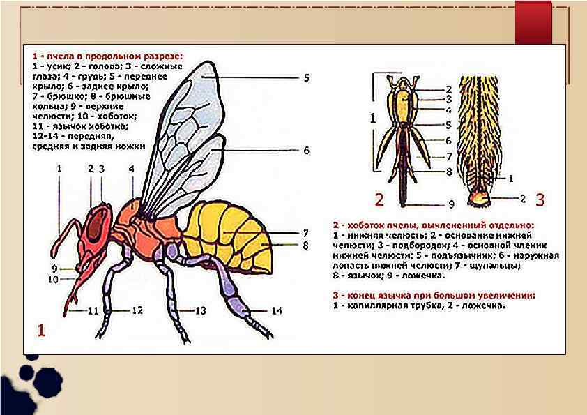 Пчела рисунок биология