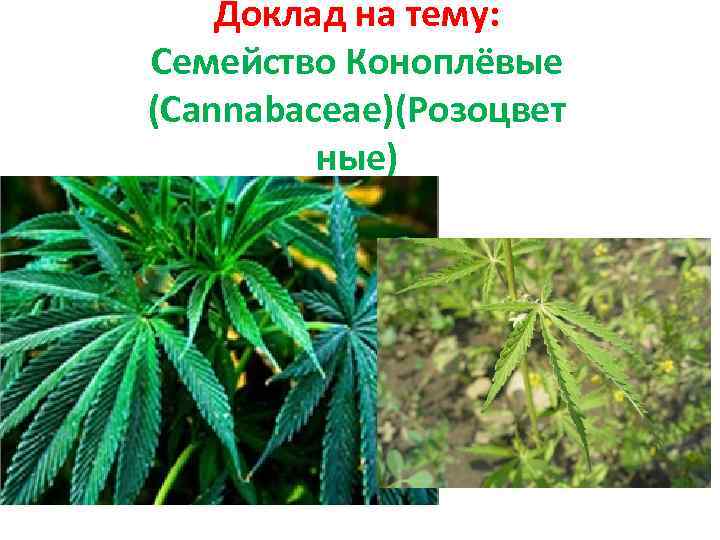 Доклад на тему: Семейство Коноплёвые (Cannabaceae)(Розоцвет ные) 