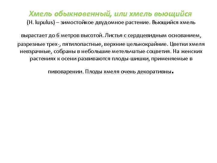 Хмель обыкновенный, или хмель вьющийся (H. lupulus) – зимостойкое двудомное растение. Вьющийся хмель вырастает
