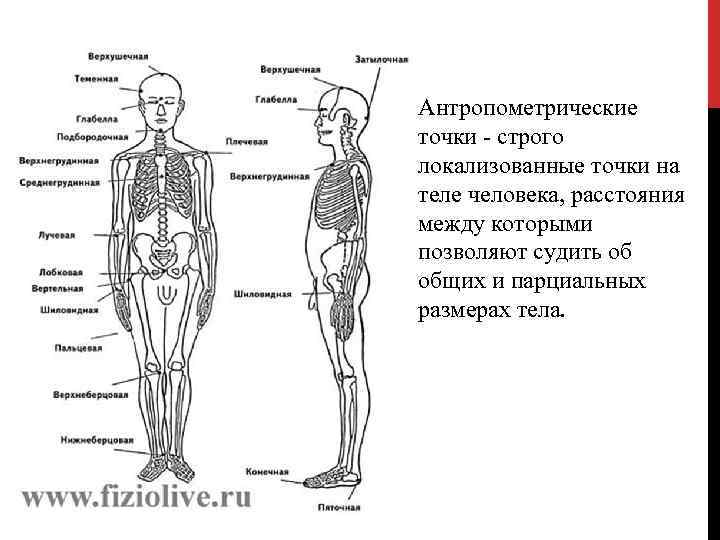 Антропометрические точки фигуры. Антропометрические точки человека. Антропометрические точки, определяющие границы сегментов.. Верхнеберцовая внутренняя точка. Высота антропометрических точек над полом верхнегрудинная.