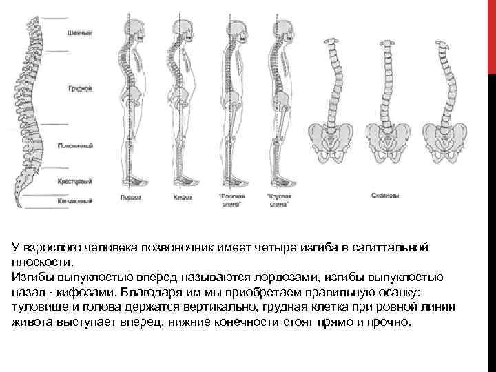 4 изгиба позвоночника