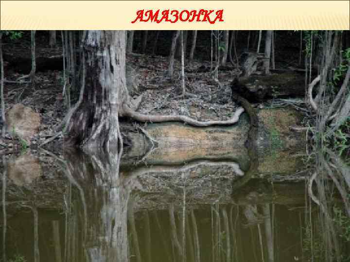 АМАЗОНКА 
