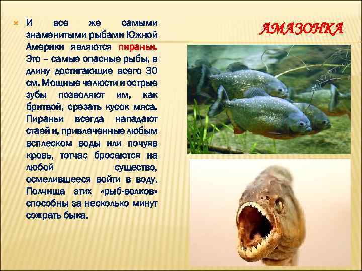  И все же самыми знаменитыми рыбами Южной Америки являются пираньи. Это – самые