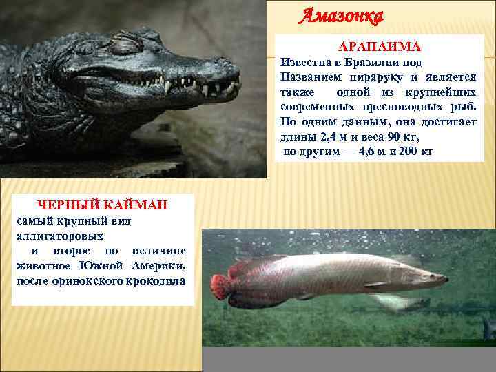 Амазонка АРАПАИМА Известна в Бразилии под Названием пираруку и является также одной из крупнейших