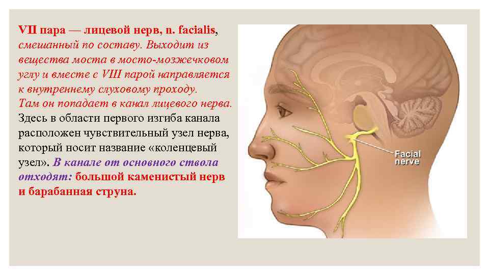 Презентация на тему лицевой нерв