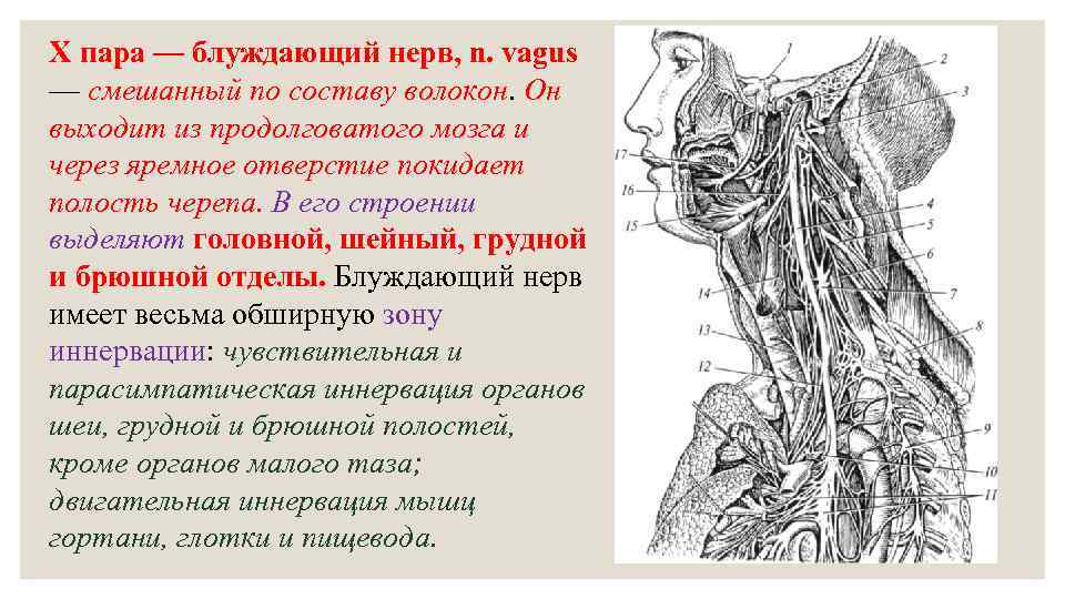 Блуждающий нерв руководство по избавлению от тревоги и восстановлению нервной системы