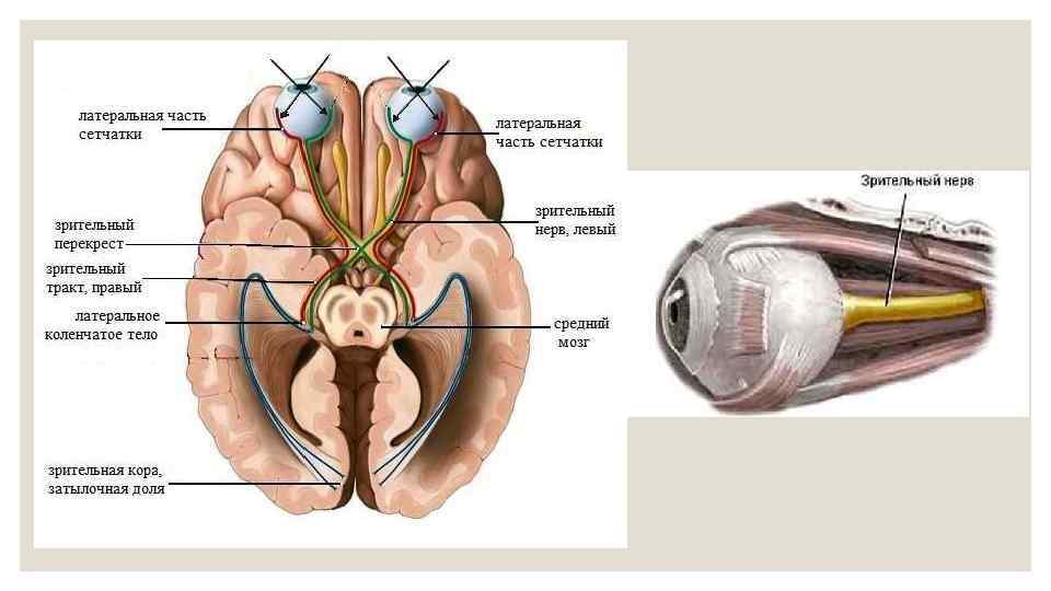 Зрительный нерв в головной мозг. Зрительный нерв вторая пара черепно-мозговых нервов. Перекрест зрительных нервов внутри черепа. Перекрест зрительного нерва анатомия. Зрительный тракт анатомия.