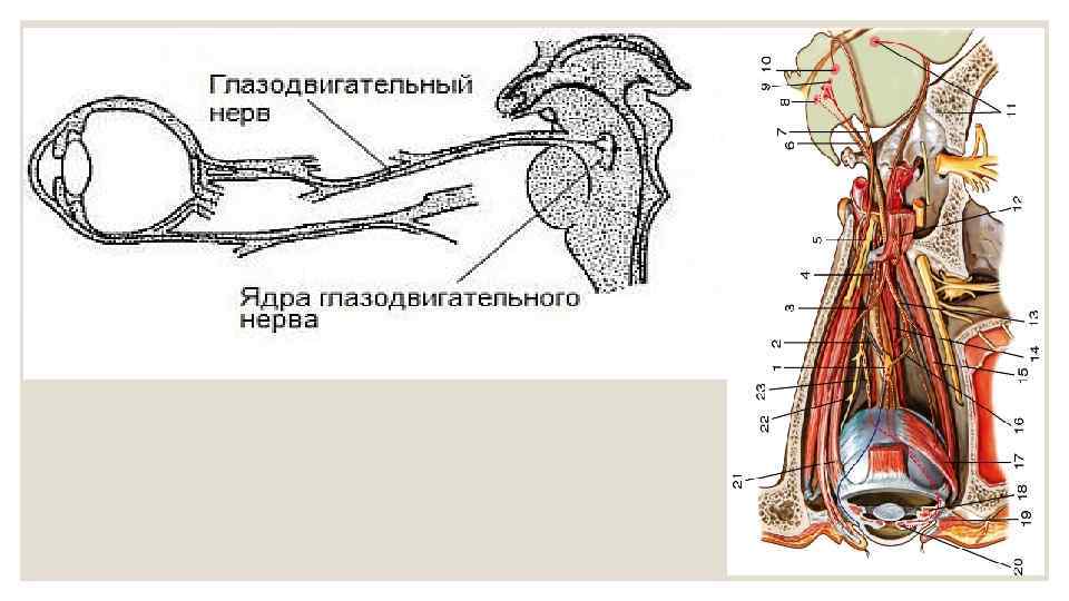 Периферические нервы где находятся фото