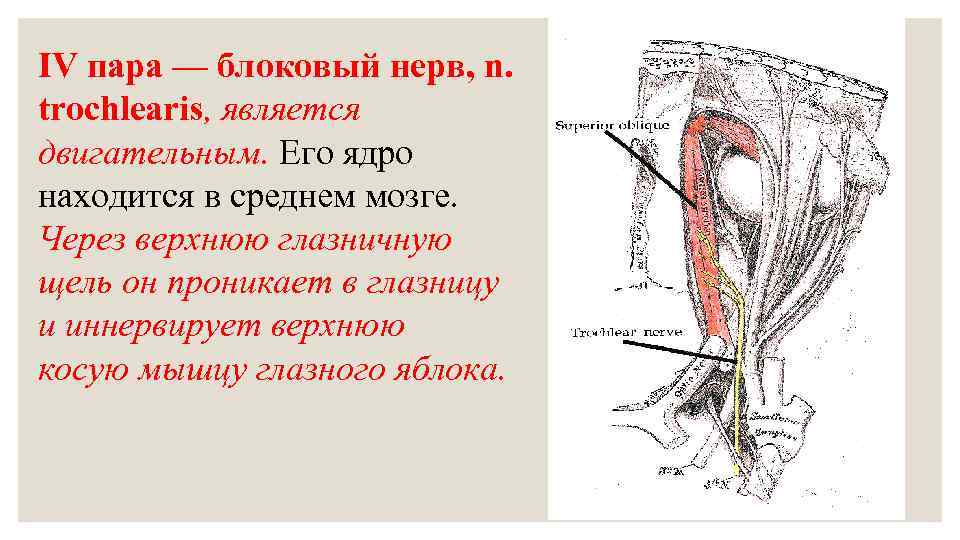 4 пара нервов. Блоковой нерв (IV пара). Блоковый нерв латынь анатомия. Блоковый нерв на мозге. Блоковый нерв строение.