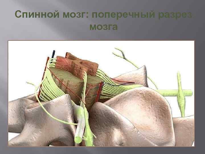 Спинной мозг: поперечный разрез мозга 
