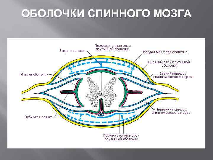 ОБОЛОЧКИ СПИННОГО МОЗГА 