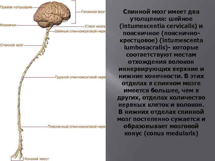 Спинной мозг имеет два утолщения: шейное (intumescentia cervicalis) и поясничное (поясничнокрестцовое) (intumescenta lumbosacralis)- которые