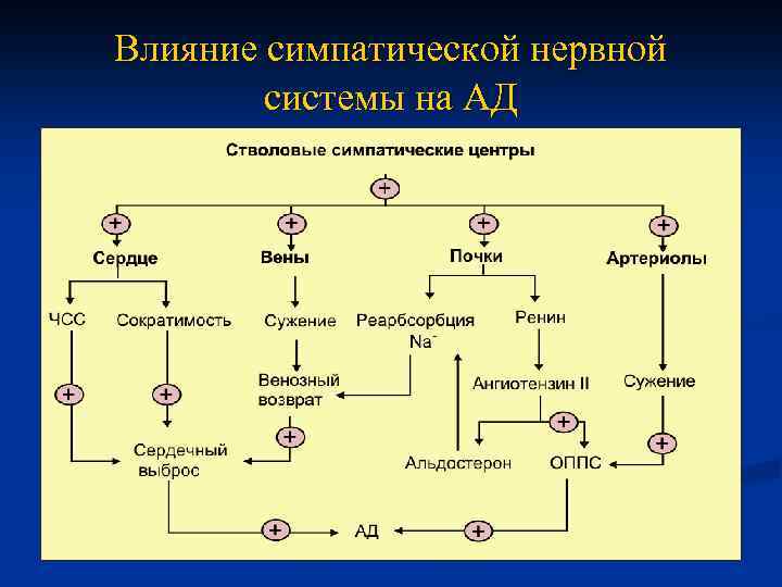 Влияние симпатической нервной системы на АД 