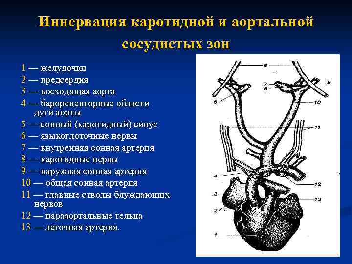 Иннервация каротидной и аортальной сосудистых зон 1 — желудочки 2 — предсердия 3 —