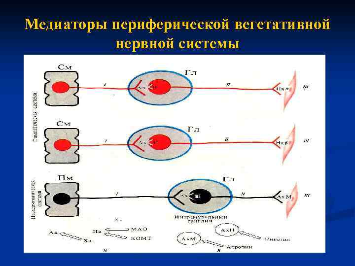 Медиаторы периферической вегетативной нервной системы 