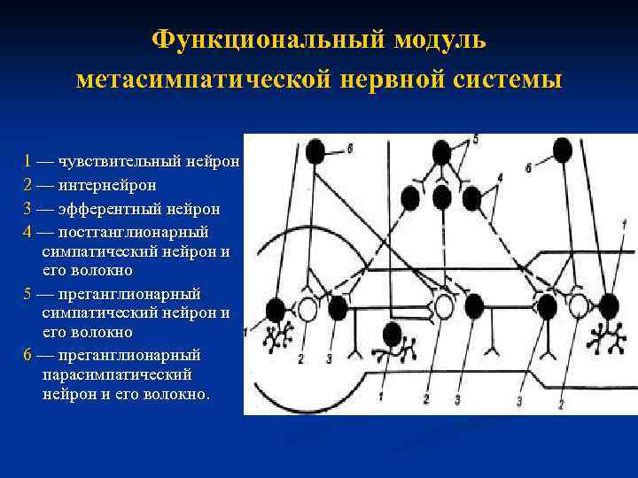 Функциональный модуль метасимпатической нервной системы 1 — чувствительный нейрон 2 — интернейрон 3 —