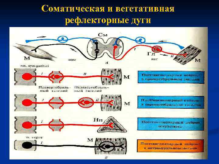 Соматическая и вегетативная рефлекторные дуги 