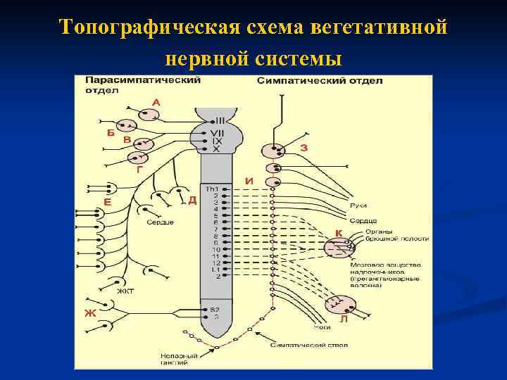 Топографическая схема вегетативной нервной системы 