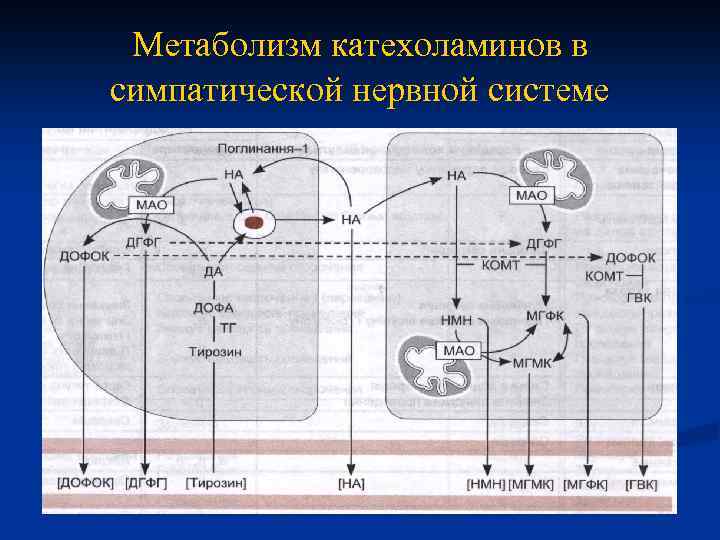 Метаболизм катехоламинов в симпатической нервной системе 
