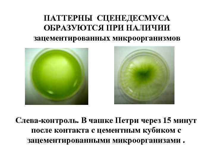 ПАТТЕРНЫ СЦЕНЕДЕСМУСА ОБРАЗУЮТСЯ ПРИ НАЛИЧИИ зацементированных микроорганизмов Слева-контроль. В чашке Петри через 15 минут