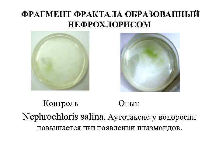  ФРАГМЕНТ ФРАКТАЛА ОБРАЗОВАННЫЙ НЕФРОХЛОРИСОМ Контроль Опыт Nephrochloris salina. Аутотаксис у водоросли повышается ПРИ