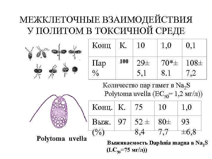 МЕЖКЛЕТОЧНЫЕ ВЗАИМОДЕЙСТВИЯ У ПОЛИТОМ В ТОКСИЧНОЙ СРЕДЕ Конц К. 10 1, 0 Пар %