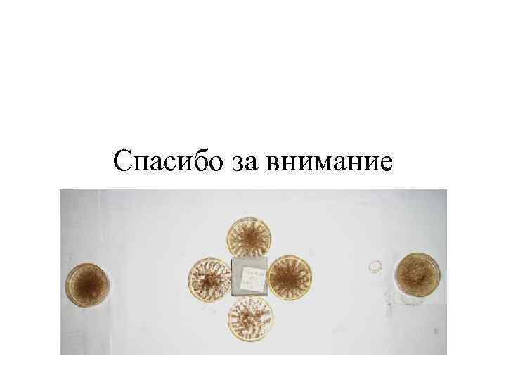 Спасибо за внимание 