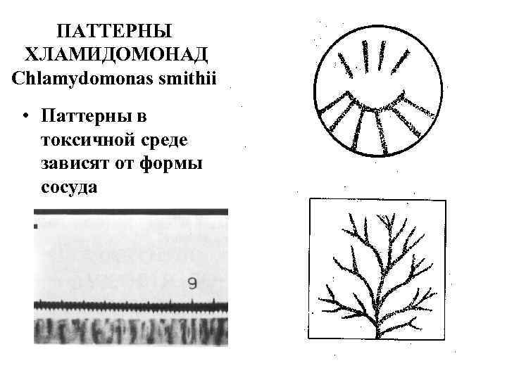 ПАТТЕРНЫ ХЛАМИДОМОНАД Chlamydomonas smithii • Паттерны в токсичной среде зависят от формы сосуда 