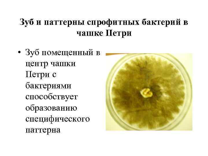 Зуб и паттерны спрофитных бактерий в чашке Петри • Зуб помещенный в центр чашки