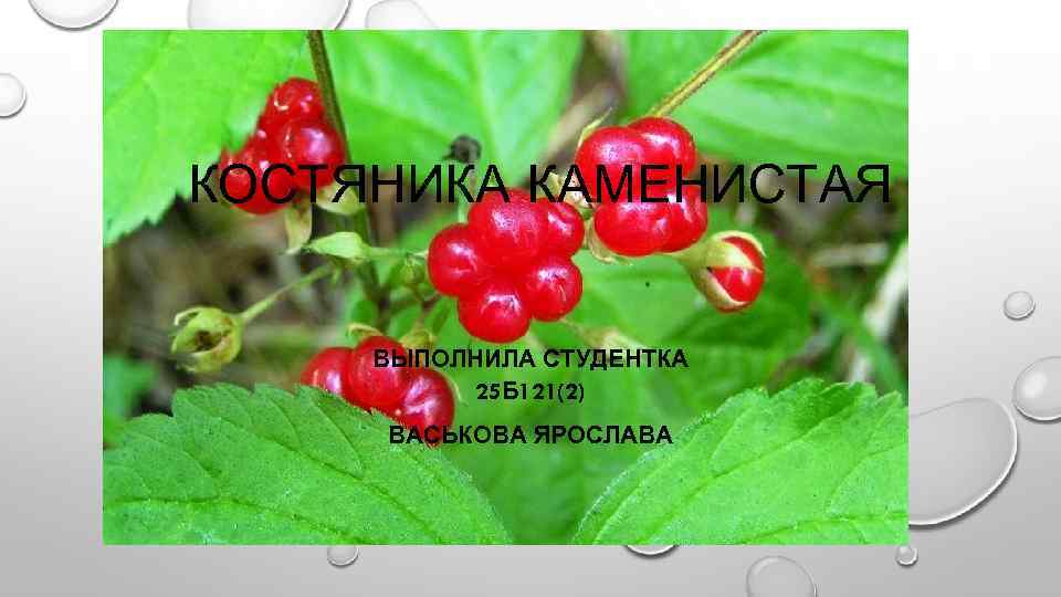 КОСТЯНИКА КАМЕНИСТАЯ ВЫПОЛНИЛА СТУДЕНТКА 25 Б 121(2) ВАСЬКОВА ЯРОСЛАВА 