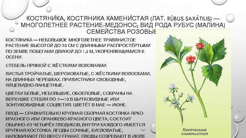 КОСТЯНИ КА, КОСТЯНИКА КАМЕНИ СТАЯ (ЛАТ. RÚBUS SAXÁTILIS) — МНОГОЛЕТНЕЕ РАСТЕНИЕ-МЕДОНОС; ВИД РОДА РУБУС