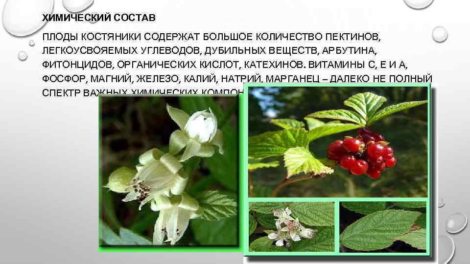 ХИМИЧЕСКИЙ СОСТАВ ПЛОДЫ КОСТЯНИКИ СОДЕРЖАТ БОЛЬШОЕ КОЛИЧЕСТВО ПЕКТИНОВ, ЛЕГКОУСВОЯЕМЫХ УГЛЕВОДОВ, ДУБИЛЬНЫХ ВЕЩЕСТВ, АРБУТИНА, ФИТОНЦИДОВ,