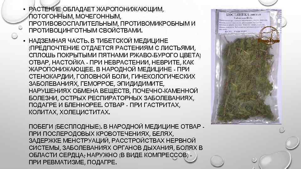  • РАСТЕНИЕ ОБЛАДАЕТ ЖАРОПОНИЖАЮЩИМ, ПОТОГОННЫМ, МОЧЕГОННЫМ, ПРОТИВОВОСПАЛИТЕЛЬНЫМ, ПРОТИВОМИКРОБНЫМ И ПРОТИВОЦИНГОТНЫМ СВОЙСТВАМИ. • НАДЗЕМНАЯ