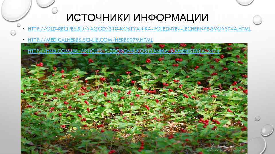 ИСТОЧНИКИ ИНФОРМАЦИИ • HTTP: //OLD-RECIPES. RU/YAGOD/318 -KOSTYANIKA-POLEZNYE-I-LECHEBNYE-SVOYSTVA. HTML • HTTP: //MEDICALHERBS. SCI-LIB. COM/HERBS 079.