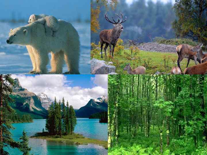 Pro. Power. Point. Ru 