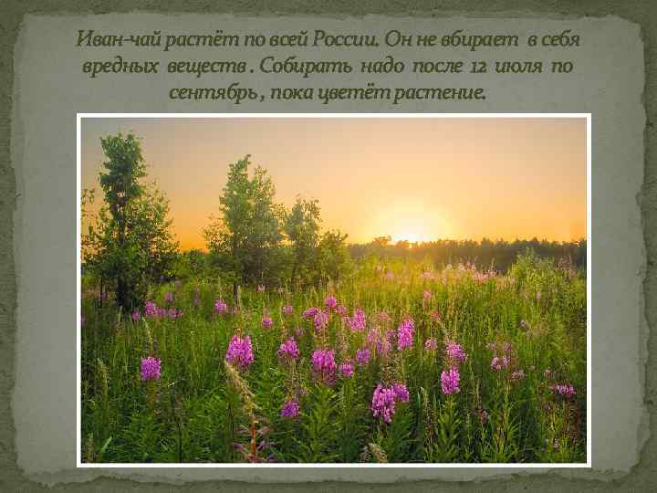 Иван-чай растёт по всей России. Он не вбирает в себя вредных веществ. Собирать надо