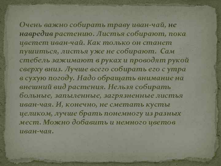 Очень важно собирать траву иван-чай, не навредив растению. Листья собирают, пока цветет иван-чай. Как